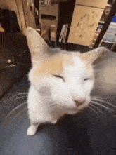 Kitty being a silly billy